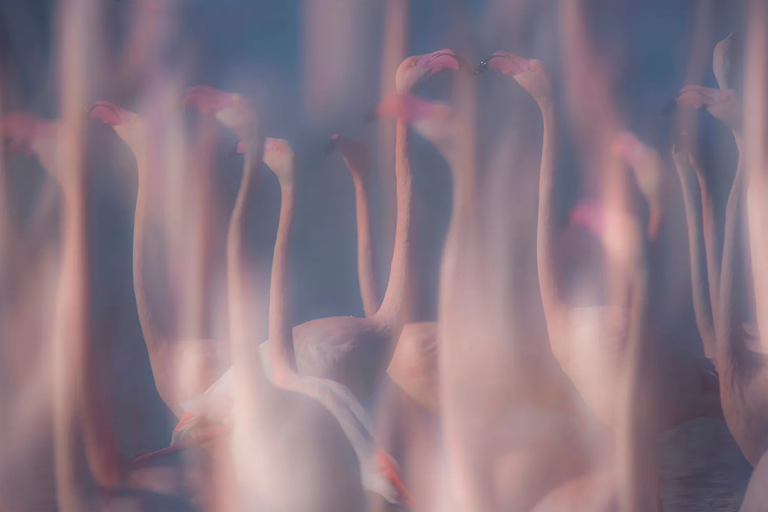 Evanescenze In Rosa