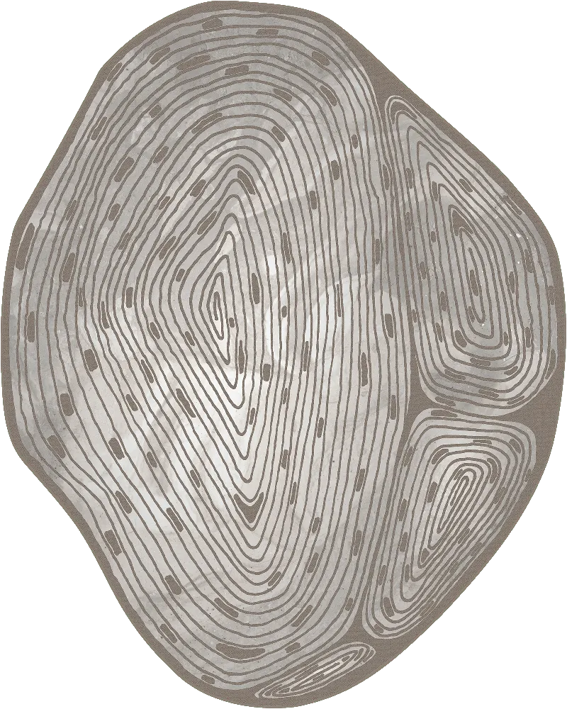 Spiral — SE34604C | 350×280 cm