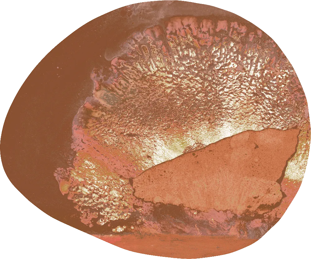 Spore — SE34612C | 300×360 cm