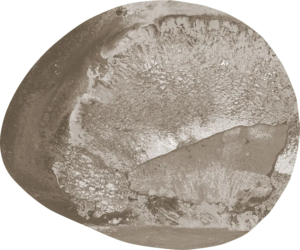 Spore — SE34612C1 | 300×360 cm