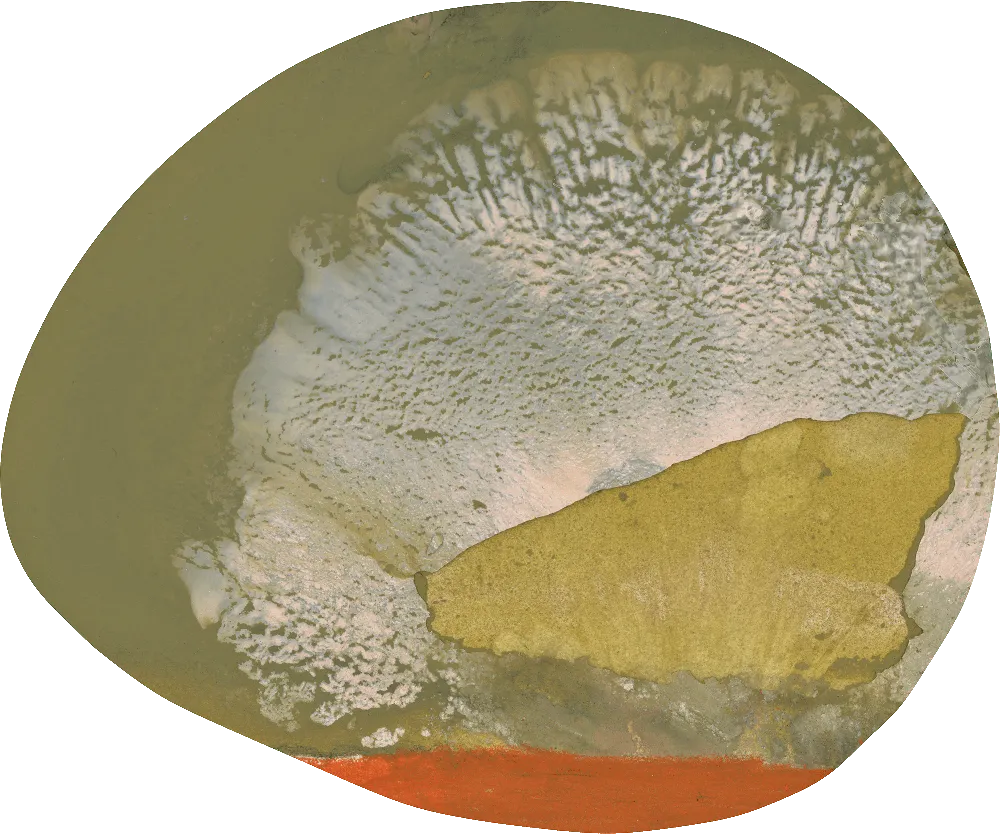 Spore — SE34612 | 300×360 cm